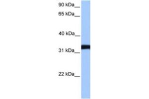 Western Blotting (WB) image for anti-Lactate Dehydrogenase C (LDHC) antibody (ABIN2463575) (Lactate Dehydrogenase C 抗体)