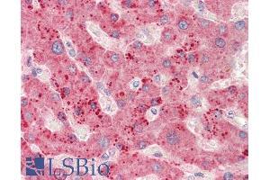 ABIN5539613 (5µg/ml) staining of paraffin embedded Human Liver. (RPL23 抗体  (C-Term))
