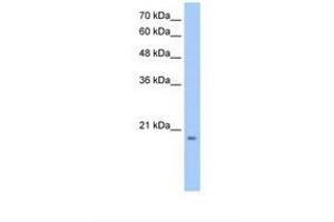 Image no. 1 for anti-Dehydrogenase/reductase (SDR Family) Member 11 (DHRS11) (C-Term) antibody (ABIN6738626) (DHRS11 抗体  (C-Term))