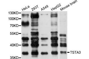 Western blot analysis of extracts of various cells, using TSTA3 antibody. (TSTA3 抗体)
