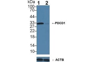 Western blot analysis of (1) Wild-type Jurkat cell lysate, and (2) PDCD1 knockout Jurkat cell lysate, using Rabbit Anti-Human PDCD1 Antibody (3 µg/ml) and HRP-conjugated Goat Anti-Mouse antibody ( (PD-1 抗体  (AA 41-132))