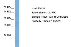 Host: Rabbit Target Name: IL12RB2 Sample Type: 721_B Whole Cell lysates Antibody Dilution: 1. (IL12RB2 抗体  (Middle Region))