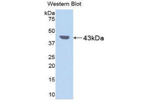 Western Blotting (WB) image for anti-Pepsinogen C (PGC) (AA 17-392) antibody (ABIN1078428)