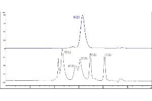 High Pressure Liquid Chromatography (HPLC) image for Killer Cell Lectin-Like Receptor Subfamily K, Member 1 (KLRK1) (AA 73-216) (Active) protein (Fc Tag) (ABIN6938851)