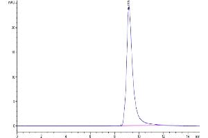 The purity of Human AGR-2 is greater than 95 % as determined by SEC-HPLC.