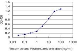 Detection limit for recombinant GST tagged OXSR1 is approximately 0. (OXSR1 抗体  (AA 1-527))