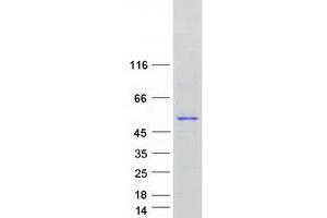 Validation with Western Blot