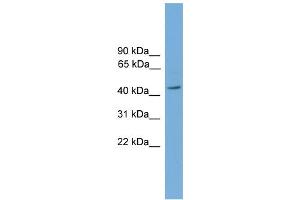 WB Suggested Anti-PIGA Antibody Titration:  0. (PIGA 抗体  (Middle Region))
