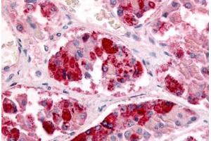 Anterior Pituitary Cells (GPR151 抗体  (Extracellular Domain))