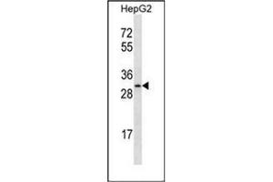 Western blot analysis of OR4C12 Antibody (C-term) in HepG2 cell line lysates (35ug/lane). (OR4C12 抗体  (C-Term))