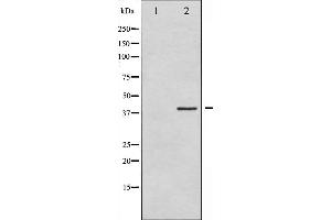 Western blot analysis of eIF2 alpha expression in IFN-α treated K562 whole cell lysates,The lane on the left is treated with the antigen-specific peptide. (EIF2S1 抗体  (N-Term))
