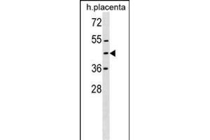ZN Antibody (Center) (ABIN1537783 and ABIN2849919) western blot analysis in human placenta tissue lysates (35 μg/lane). (ZNF558 抗体  (AA 120-147))