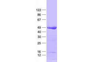 Validation with Western Blot (ATOH1 Protein (His tag))