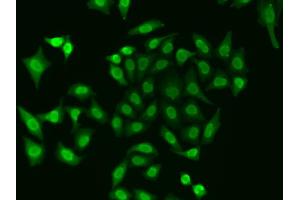 Immunofluorescence analysis of A549 cells using APEX1 antibody (ABIN6291253). (APEX1 抗体)