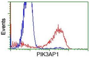 HEK293T cells transfected with either RC214125 overexpress plasmid (Red) or empty vector control plasmid (Blue) were immunostained by anti-PIK3AP1 antibody (ABIN2453461), and then analyzed by flow cytometry. (PIK3AP1 抗体)