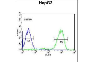 Flow cytometric analysis of HepG2 K10cells (right histogram) compared to a negative control cell (left histogram). (OPN1MW 抗体  (N-Term))