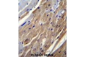 FGF16 Antibody (N-term) immunohistochemistry analysis in formalin fixed and paraffin embedded mouse heart tissue followed by peroxidase conjugation of the secondary antibody and DAB staining. (FGF16 抗体  (N-Term))