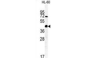 Western Blotting (WB) image for anti-FK506 Binding Protein Like (FKBPL) antibody (ABIN3002248) (FKBPL 抗体)