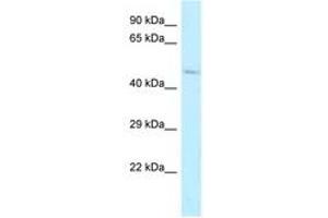 Image no. 1 for anti-Aldehyde Dehydrogenase 3 Family, Member B2 (ALDH3B2) (AA 216-265) antibody (ABIN6747900) (ALDH3B2 抗体  (AA 216-265))