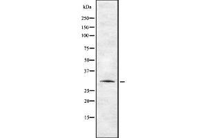 Western blot analysis of TAS2R12 using HepG2 whole cell lysates (TAS2R12 抗体)