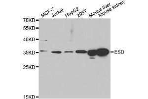 Western Blotting (WB) image for anti-Esterase D (ESD) antibody (ABIN1882355) (Esterase D 抗体)