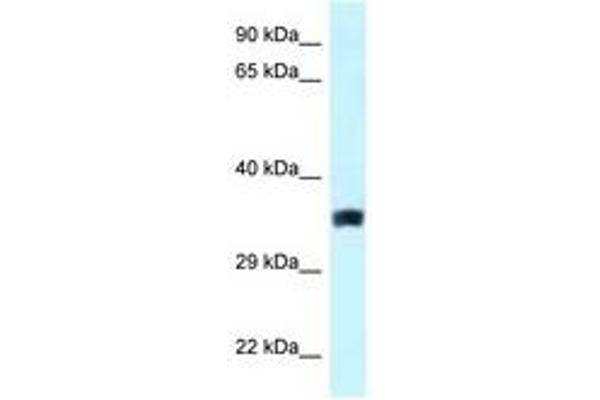 SLC25A33 antibody  (AA 146-195)