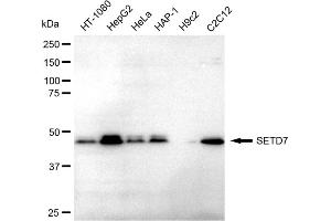 anti-SET Domain Containing (Lysine Methyltransferase) 7 (SETD7) antibody