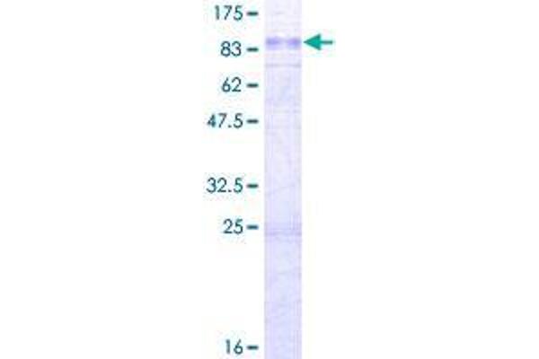 STON1 Protein (AA 1-735) (GST tag)