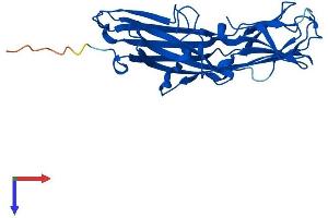 AlphaFold protein structure predicition of Human Recombinant FAM78B Protein, UniprotID Q5VT40