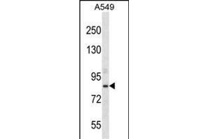 ASPH Antibody (Center) (ABIN656707 and ABIN2845938) western blot analysis in A549 cell line lysates (35 μg/lane). (Aspartate beta Hydroxylase 抗体  (AA 294-323))