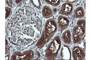 Image no. 3 for anti-Anaphase Promoting Complex Subunit 11 (ANAPC11) antibody (ABIN1496631)