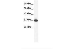 Image no. 1 for anti-Serotonin Receptor 1B (HTR1B) (N-Term) antibody (ABIN202408) (5HT1B Receptor 抗体  (N-Term))