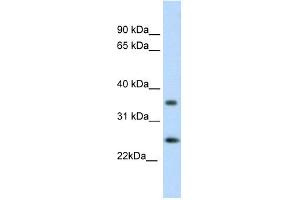 WB Suggested Anti-FADD Antibody Titration: 0. (FADD 抗体  (C-Term))