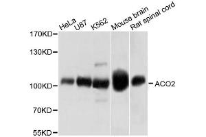 Western blot analysis of extracts of various cell lines, using ACO2 antibody (ABIN1870767) at 1:1000 dilution. (ACO2 抗体)