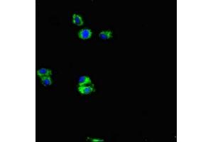 Immunofluorescent analysis of HepG2 cells using ABIN7144489 at dilution of 1:100 and Alexa Fluor 488-congugated AffiniPure Goat Anti-Rabbit IgG(H+L)