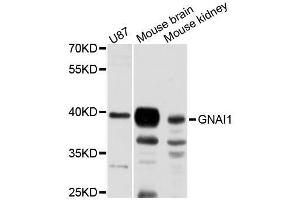 Western blot analysis of extracts of various cell lines, using GNAI1 antibody (ABIN5995925) at 1:3000 dilution. (GNAI1 抗体)
