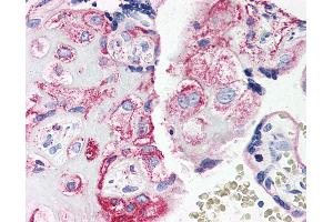 Anti-C5AR1 / CD88 antibody IHC of human placenta.
