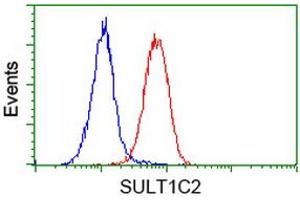 Flow cytometric Analysis of Hela cells, using anti-SULT1C2 antibody (ABIN2454325), (Red), compared to a nonspecific negative control antibody, (Blue). (SULT1C2 抗体)