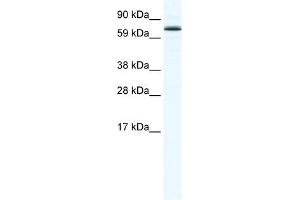 FOXO6 antibody (20R-1176) used at 0. (Foxo6 抗体  (N-Term))