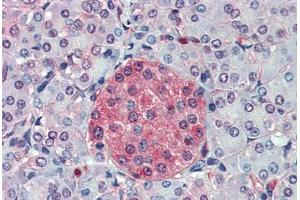 Anti-SLC11A2 antibody  ABIN960802 IHC staining of human pancreas. (SLC11A2 抗体  (C-Term))