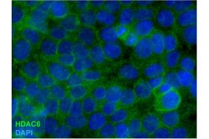 Immunocytochemistry staining of HDAC6 in formaldehyde-fixed and Triton-permeabilized HEK-293T cells by mouse monoclonal antibody 178, followed by anti-mouse Alexa Fluor 488 (green), DNA indicated by DAPI (blue). (HDAC6 抗体)