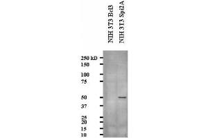 Image no. 2 for anti-serine (Or Cysteine) Peptidase Inhibitor, Clade A, Member 3G (Serpina3g) (AA 406-426) antibody (ABIN108635) (serine (Or Cysteine) Peptidase Inhibitor, Clade A, Member 3G (Serpina3g) (AA 406-426) 抗体)