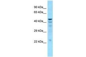 Image no. 1 for anti-5',3'-Nucleotidase, Cytosolic (NT5C) (C-Term) antibody (ABIN6748328) (NT5C 抗体  (C-Term))