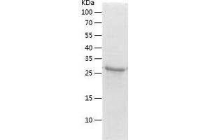 ERGIC3 Protein (AA 47-341) (His tag)
