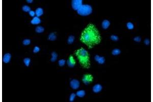 Image no. 3 for anti-Carboxypeptidase A1 (Pancreatic) (CPA1) antibody (ABIN1497590) (CPA1 抗体)