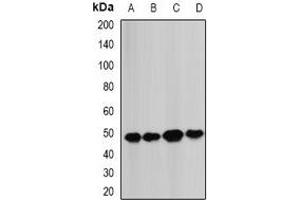 Western blot analysis of BCS1L expression in MCF7 (A), Hela (B), mouse heart (C), mouse liver (D) whole cell lysates. (BCS1L 抗体)