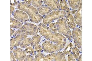 Immunohistochemistry of paraffin-embedded Mouse kidney using FKBP6 Polyclonal Antibody at dilution of 1:100 (40x lens). (FKBP6 抗体)