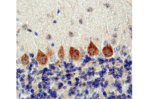 Immunostaining of paraffin embedded sections from mouse cerebellum (dilution 1 : 250).