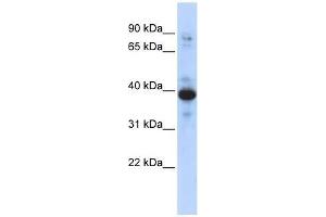 RNF34 antibody used at 0. (RNF34 抗体  (Middle Region))