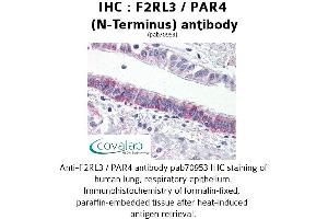 Image no. 1 for anti-Coagulation Factor II (Thrombin) Receptor-Like 3 (F2RL3) (Extracellular Domain), (N-Term) antibody (ABIN1734220)